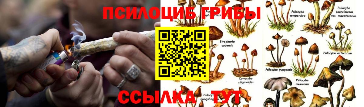 Псилоцибиновые грибы Psilocybine cubensis Улан-Удэ